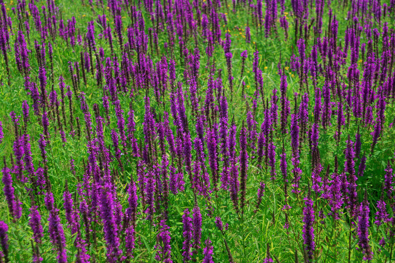 Meadow