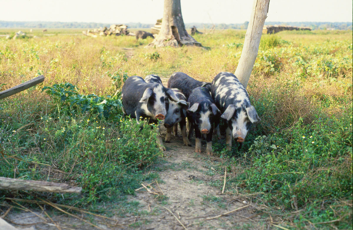 POSAVSKE SVINJE K4B24