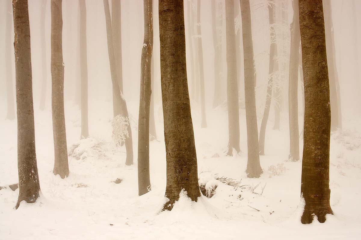 MEDVEDNICA19 30 12 07