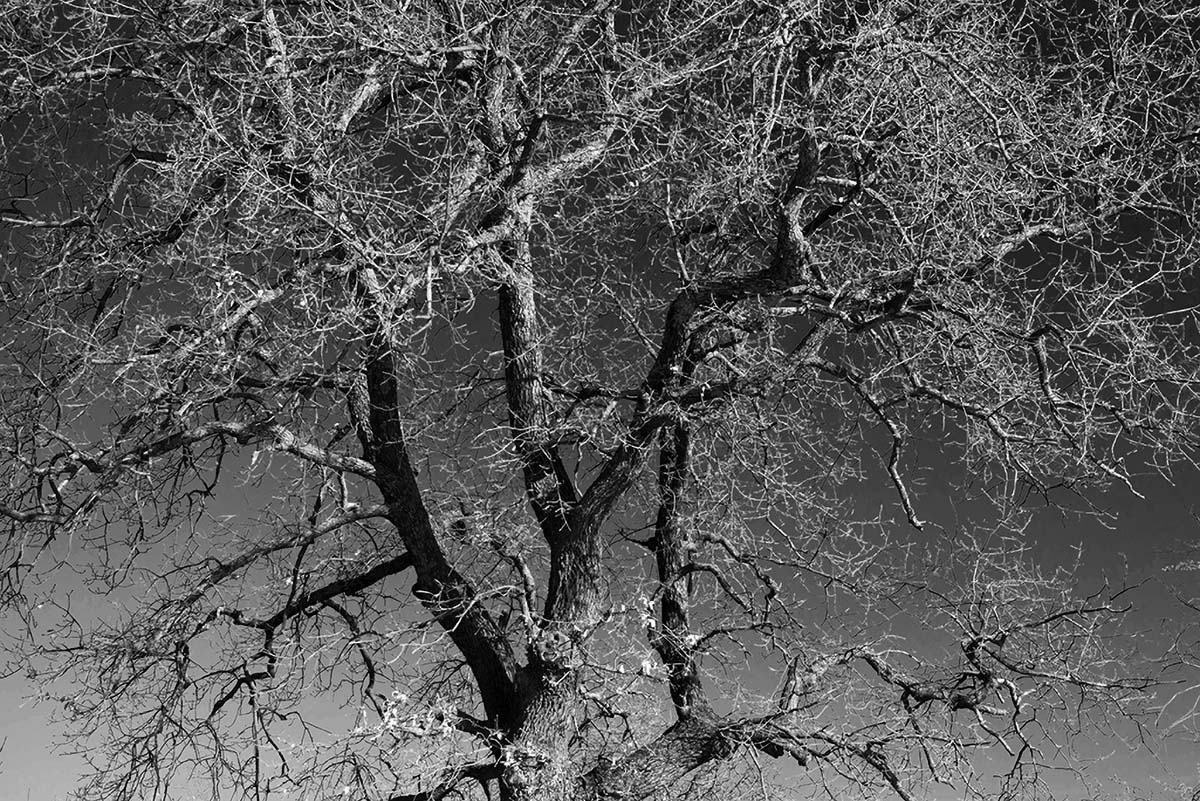 OAK TREE