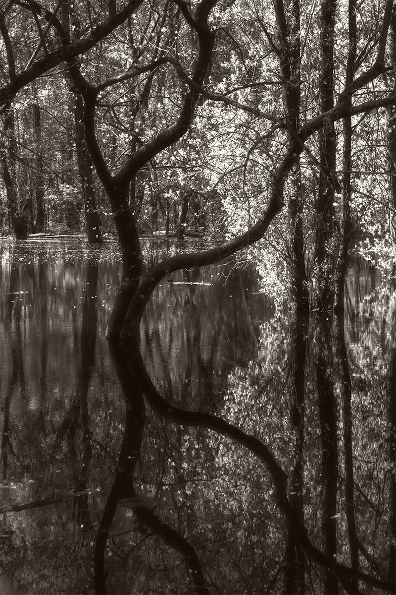 SWAMP