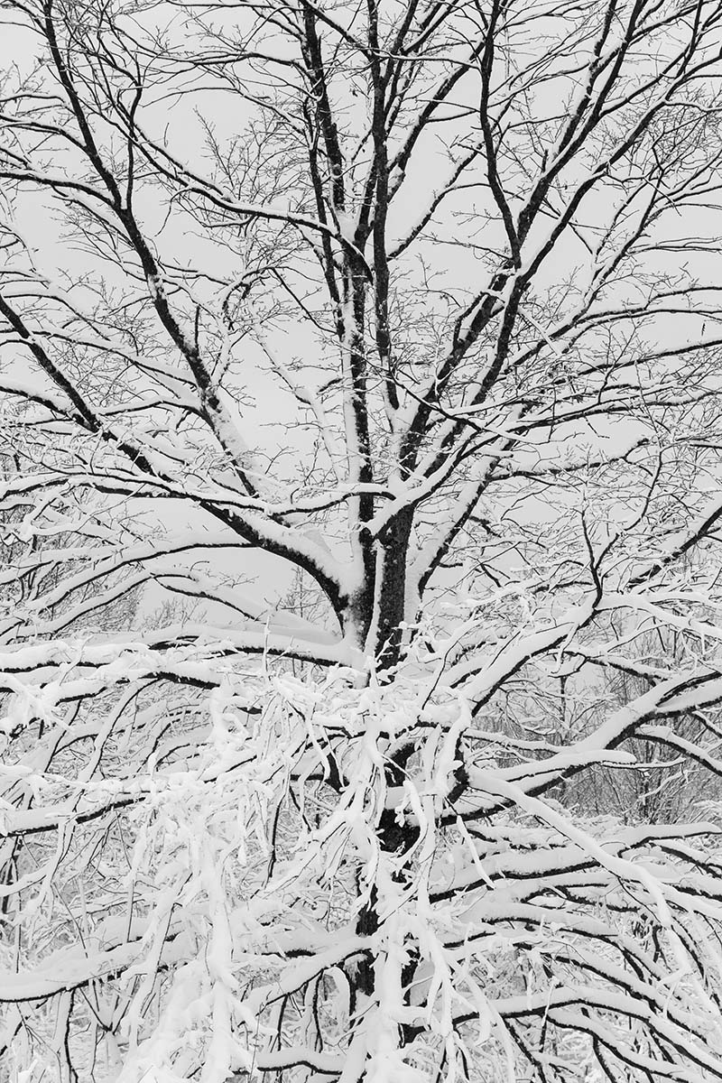 TREE2