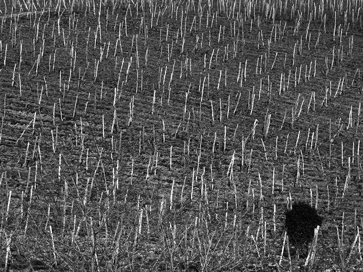 VINEYARD IN ISTRIA