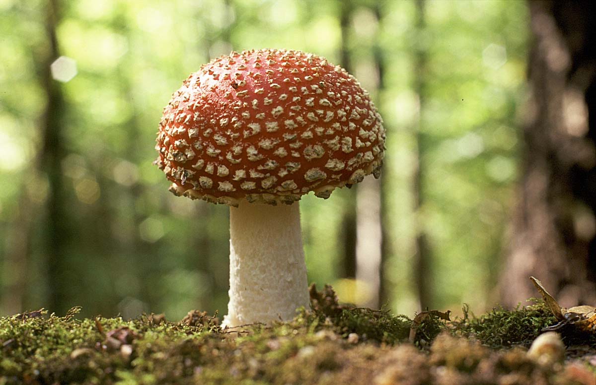Mushrooms - Gljive