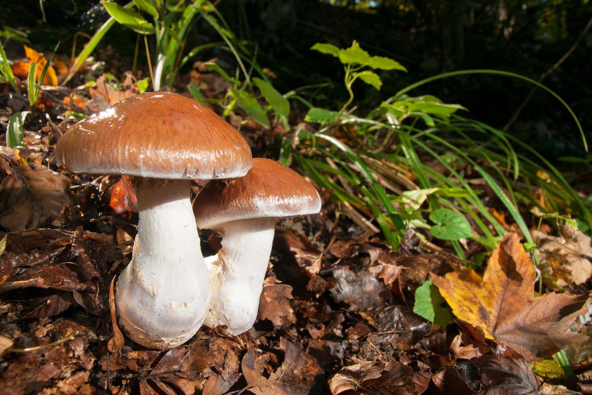 DEBELONOGA KOPRENKA   CORTINARIUS PRAESTANS06 08 10 12