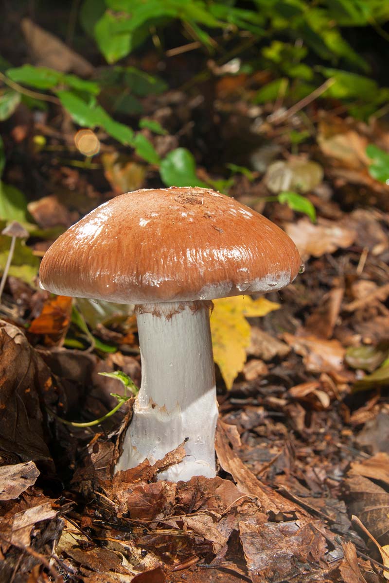DEBELONOGA KOPRENKA   CORTINARIUS PRAESTANS11 08 10 12