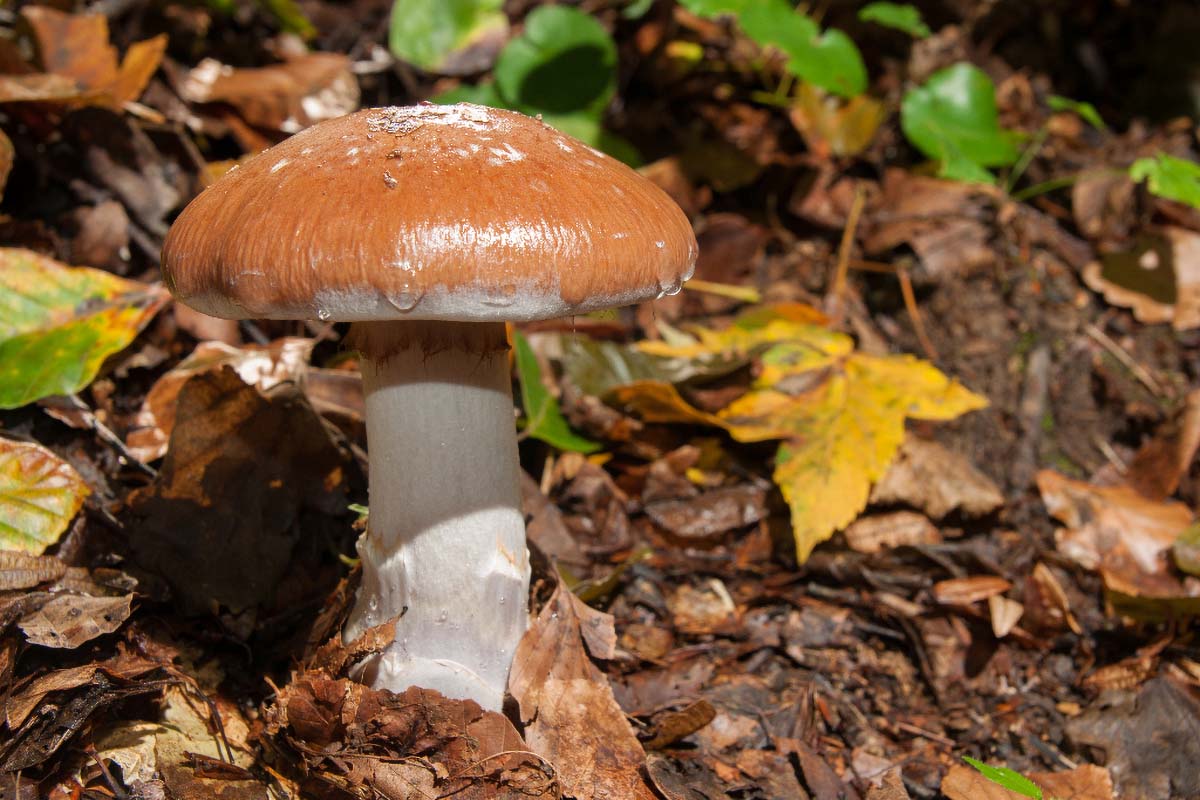 DEBELONOGA KOPRENKA   CORTINARIUS PRAESTANS12 08 10 12