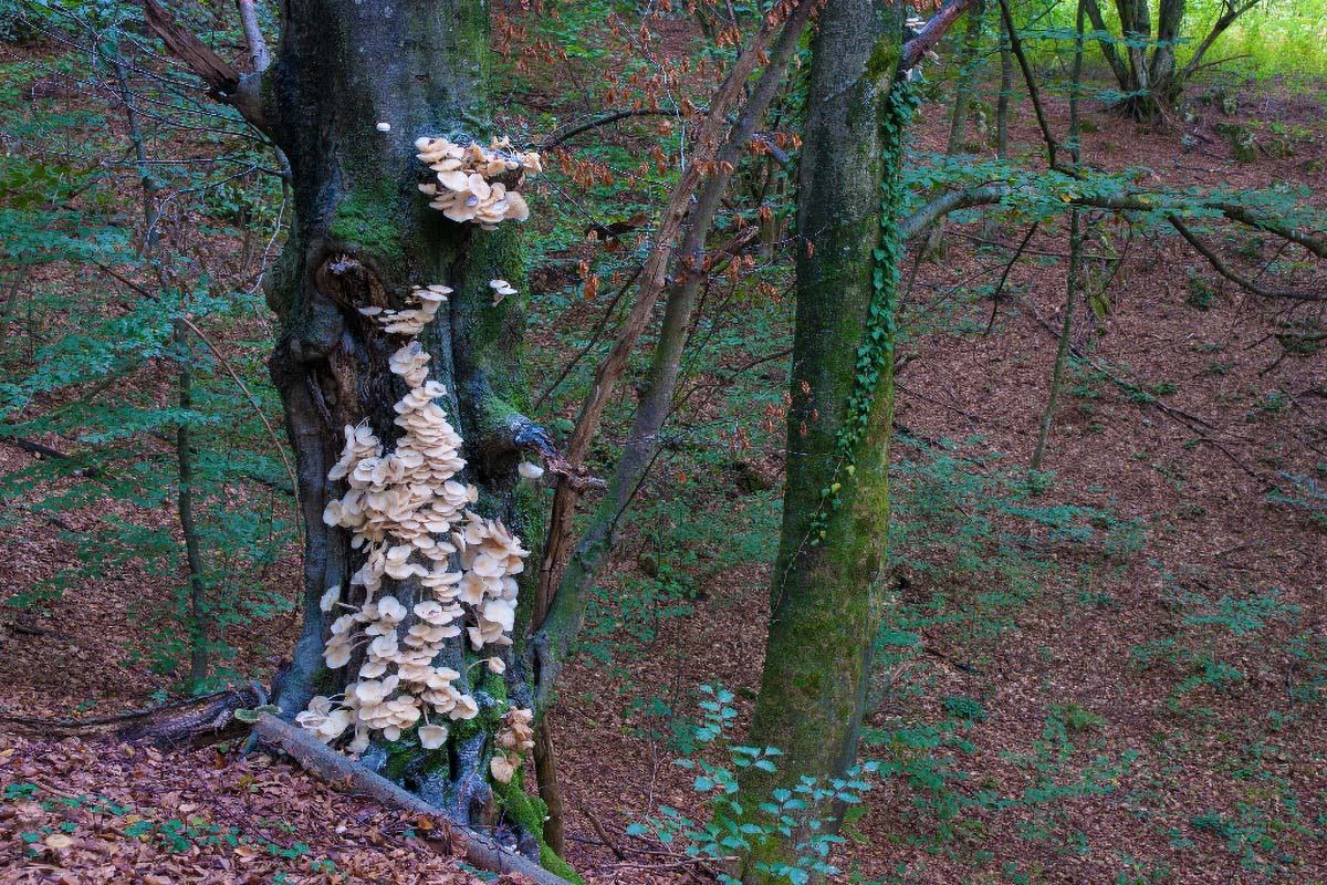 MEKANA KRIVONOSKA   PLEUROTUS OSTREATUS PULMONARIUS02 07 10 12