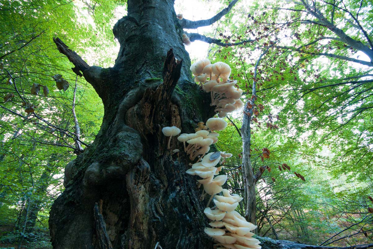 MEKANA KRIVONOSKA   PLEUROTUS OSTREATUS PULMONARIUS22 07 10 12