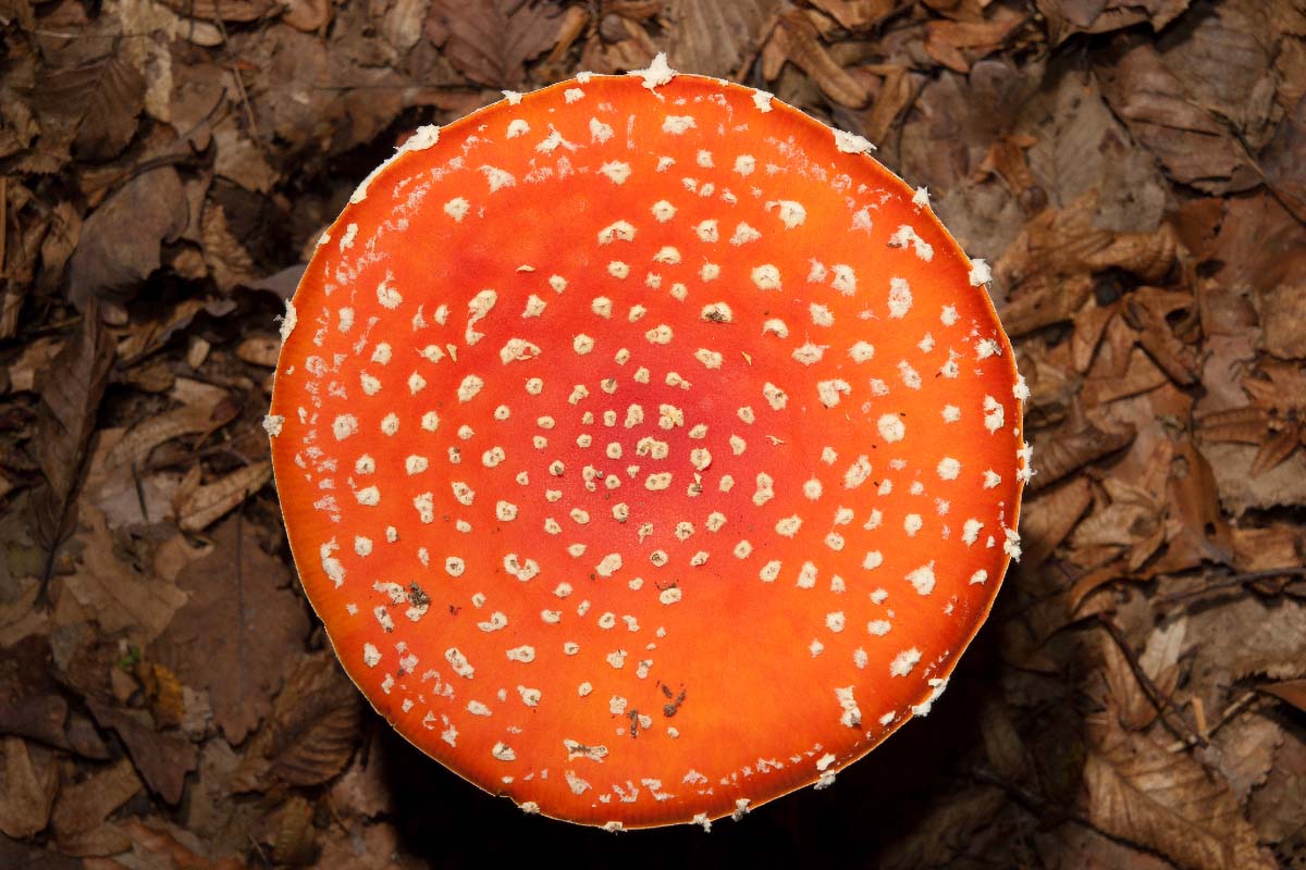 MUHARA   AMANITA MUSCARI17 07 10 12