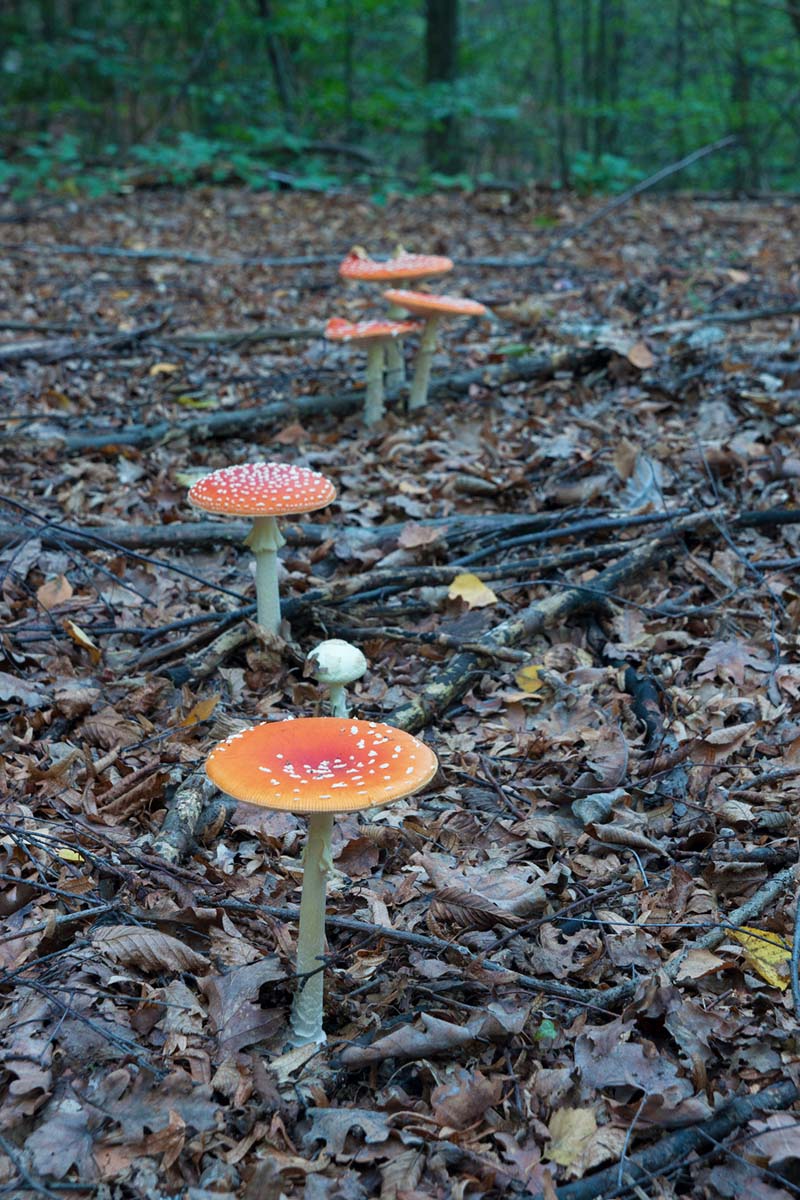MUHARA   AMANITA MUSCARIA07 07 10 12