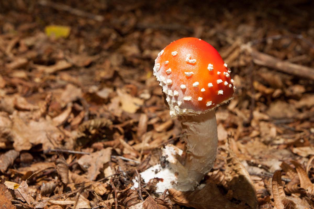 MUHARA   AMANITA MUSCARIA16 07 10 12