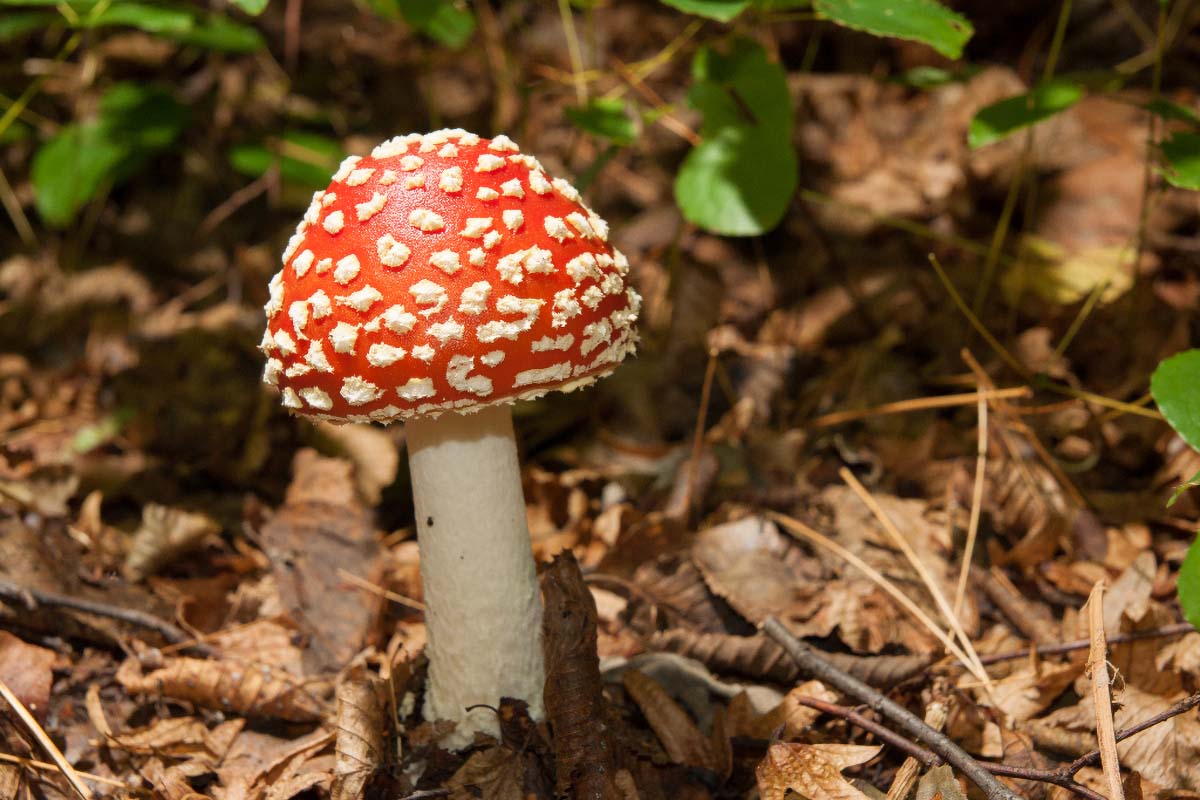 MUHARA   AMANITA MUSCARIA22 07 10 12