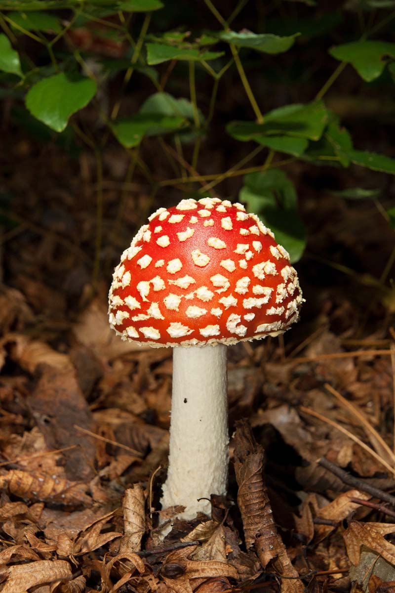 MUHARA   AMANITA MUSCARIA25 07 10 12