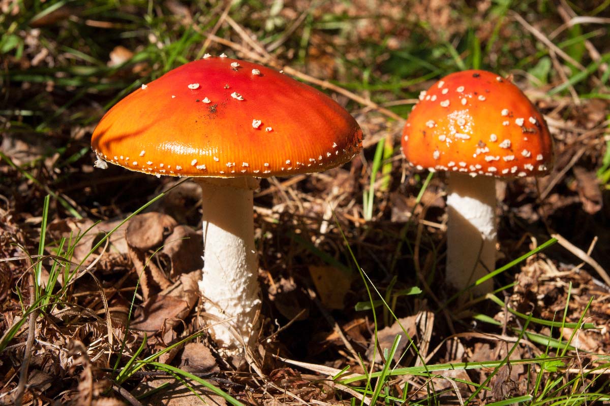 MUHARA   AMANITA MUSCARIA49 08 10 12
