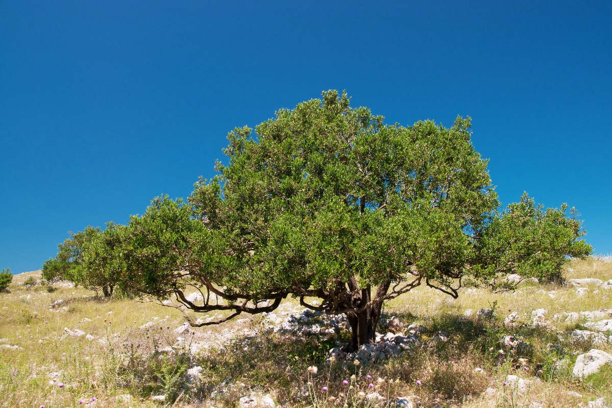 KORNATI172 07 06 13