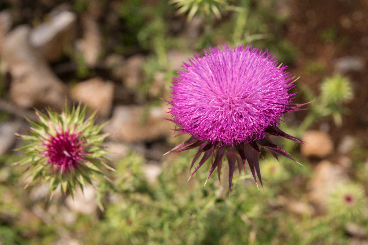 Flowers and plants - Cvijeće i biljke