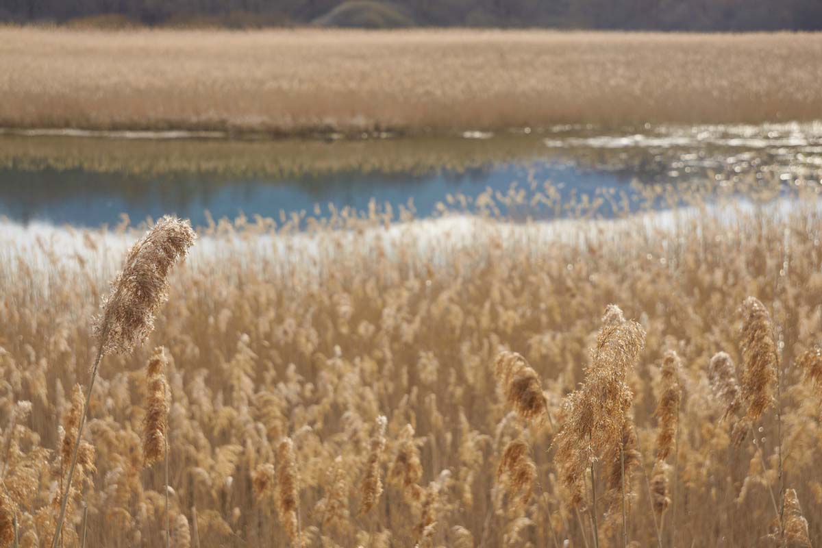 JEZERO NETEKA07 26 03 11