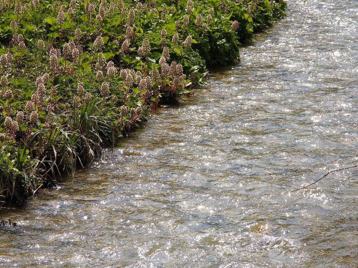 LOPUH PETASITES HYBRIDUS13 15 04 06