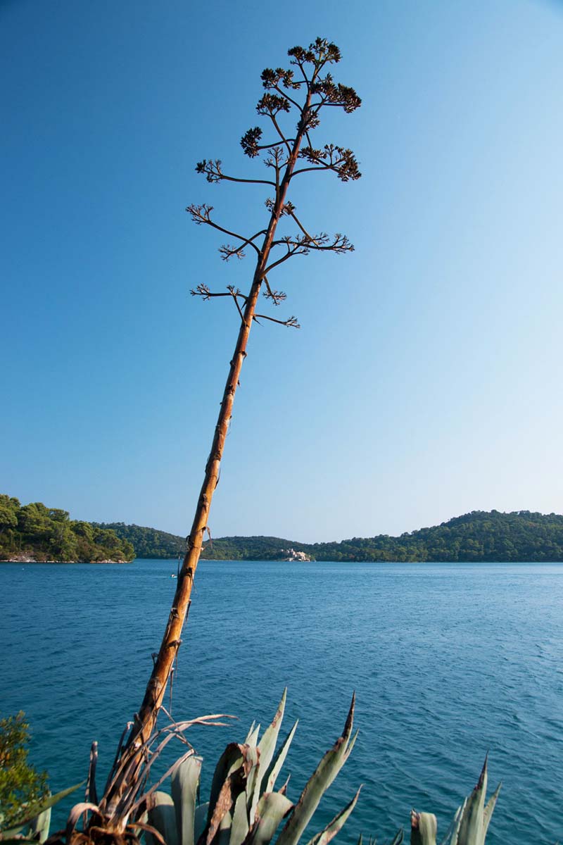MLJET0445 11 08 13