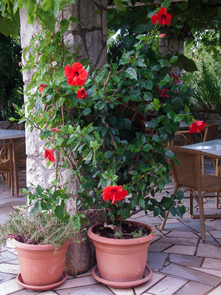 MLJET0489 10 08 13
