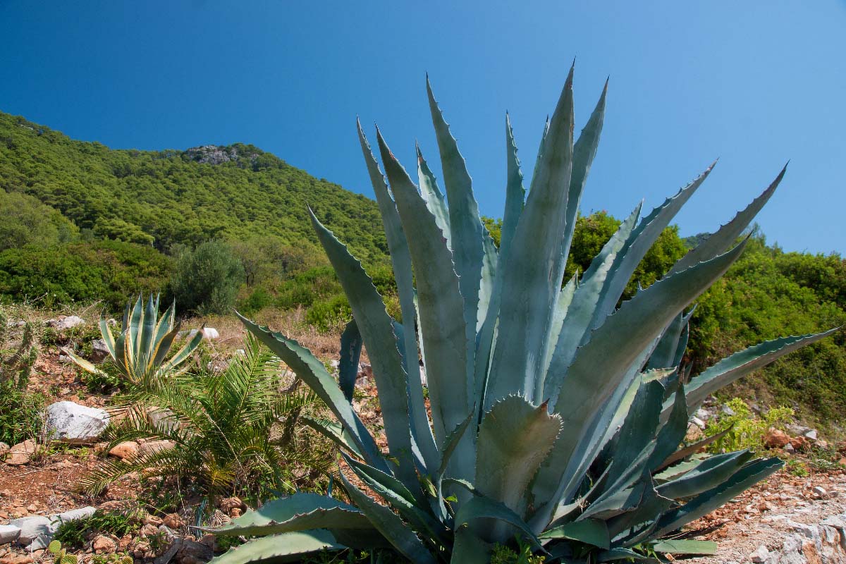 MLJET0701 12 08 13