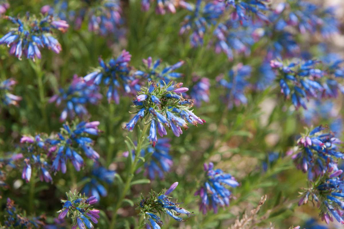 MODRO LASINJE04 15 05 12