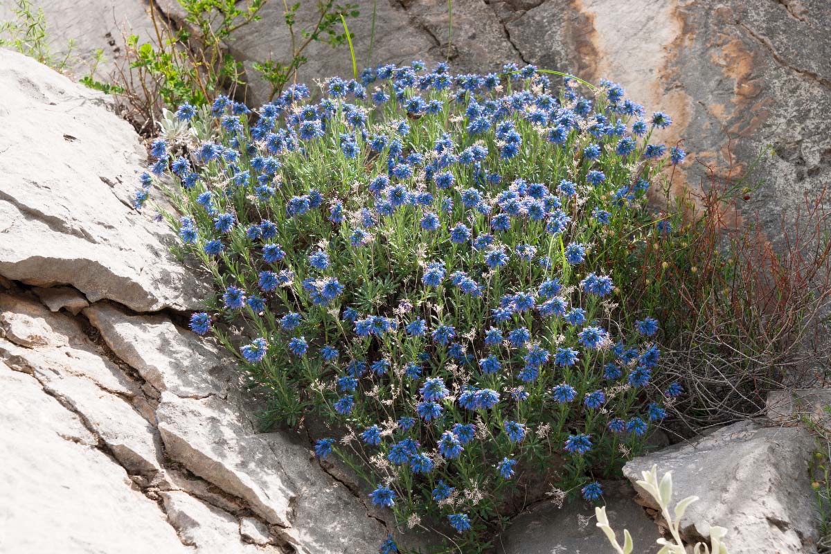 MODRO LASINJE06 15 05 12