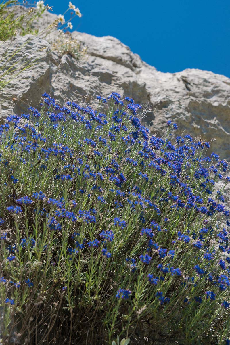 MODRO LASINJE13 21 05 16