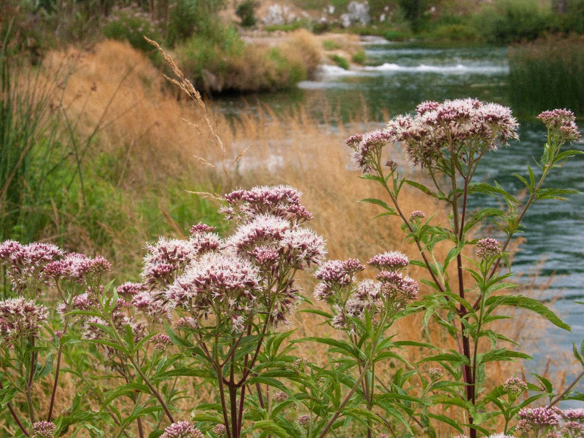 MREZNICA016  21 07 12