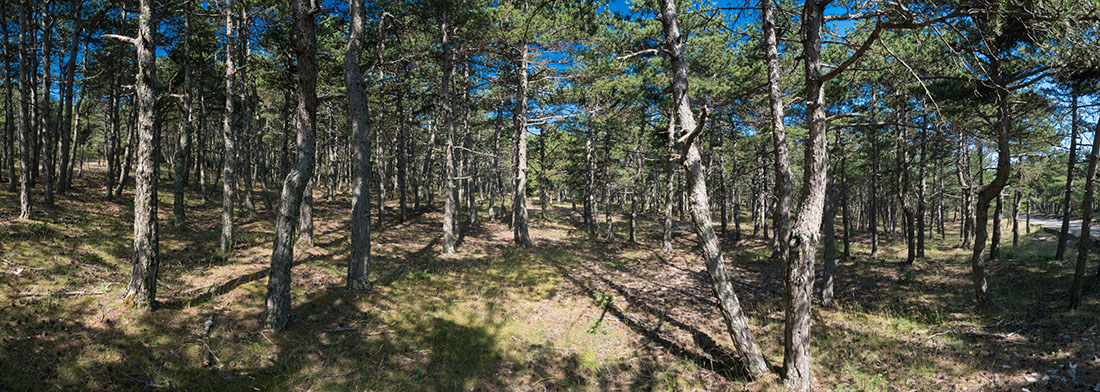 PUCISCA20 PANORAMA 20 06 18