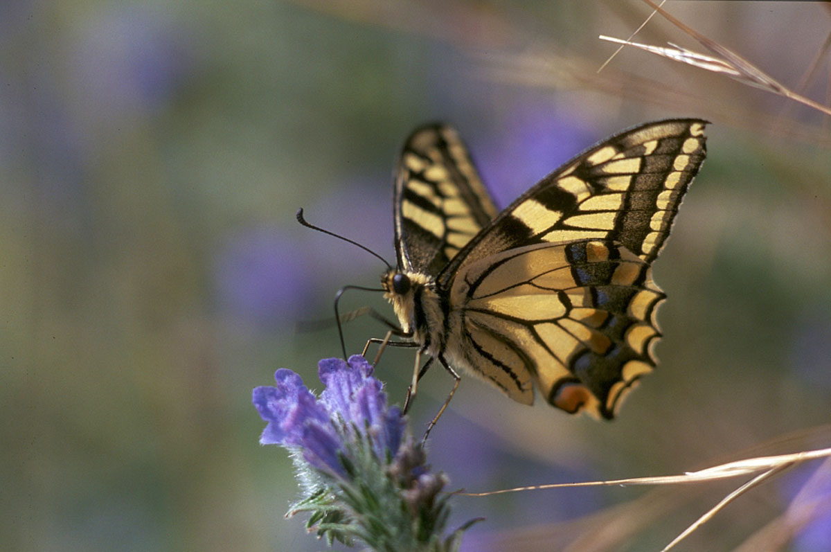 Butterflies - Leptiri
