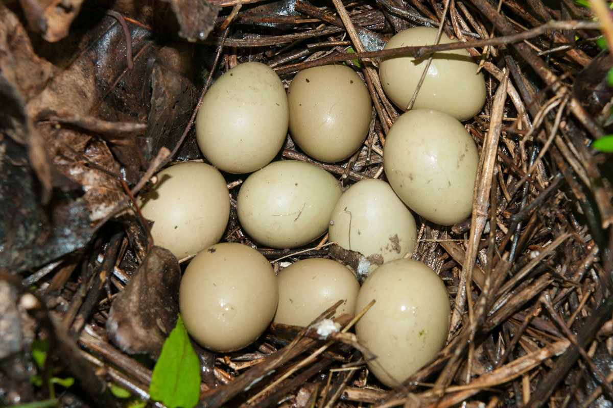 GNIJEZDO FAZANA02 25 04 14