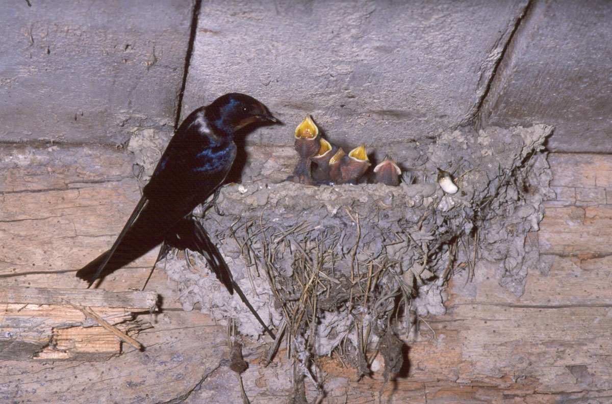Birds - Ptice