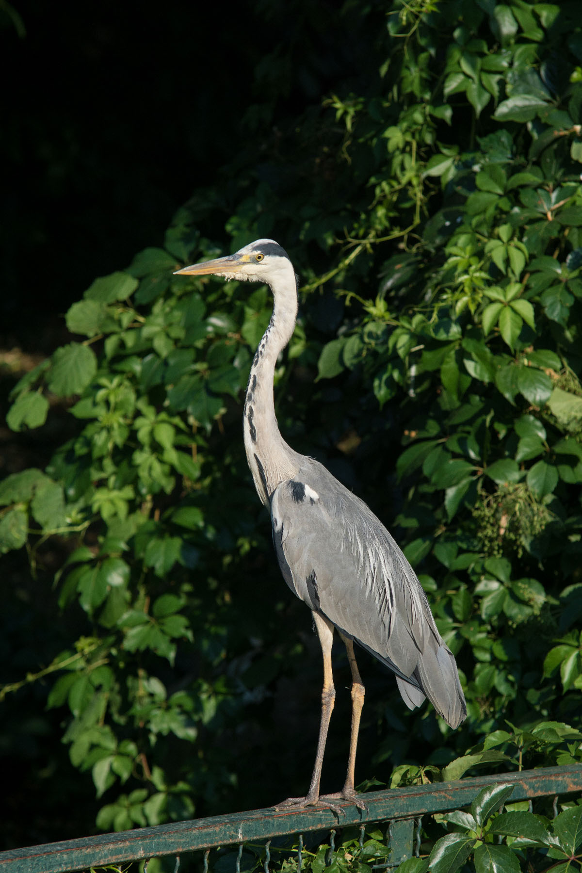 SIVA CAPLJA02 13 06 17