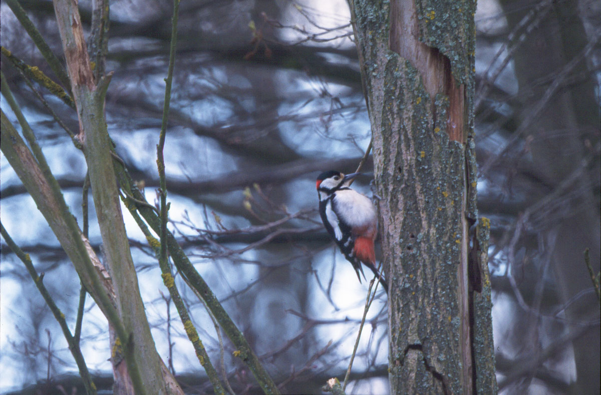 VELIKI DIJETLIC K11B27