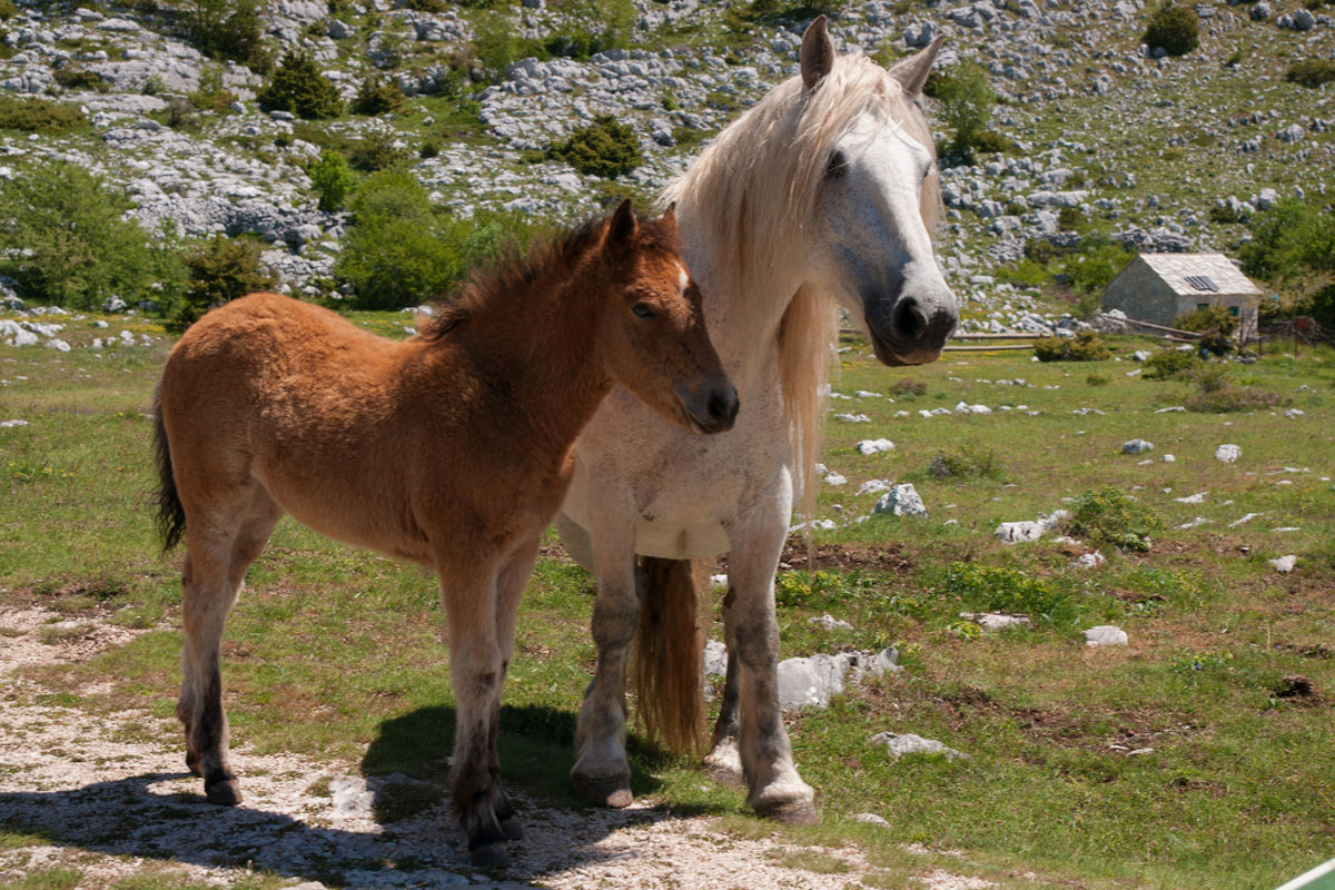 BIOKOVO98 18 05 12