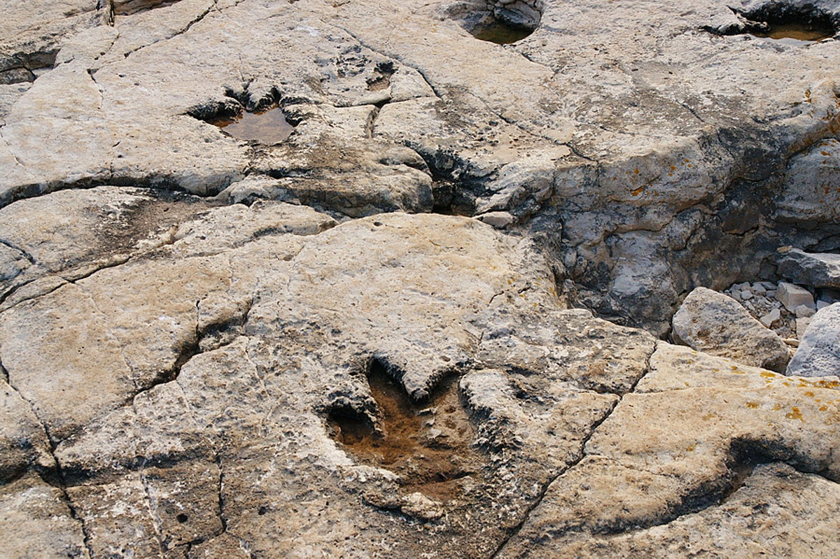 BRIJUNI134 TRAGOVI DINOSAURA 23 05 08