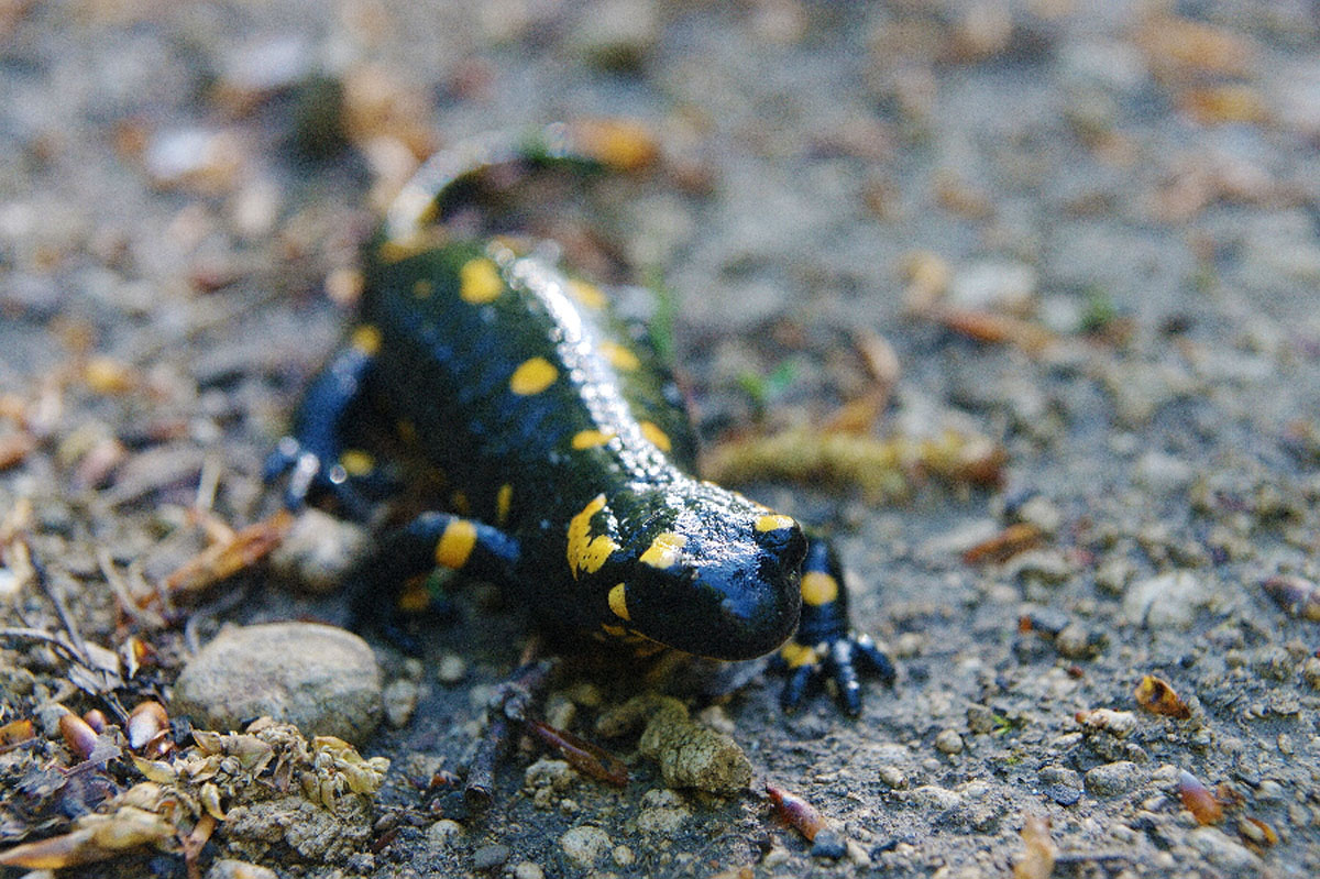 DAZDEVNJAK04 19 04 08