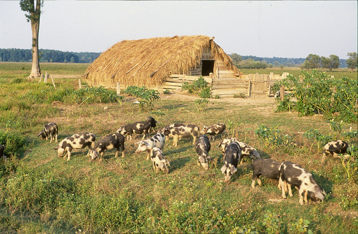 LONJSKO POLJE K4B26