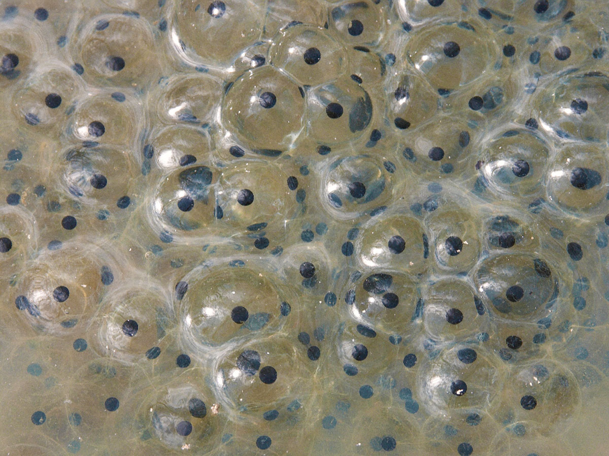 PUNOGLAVCI3 25 03 06