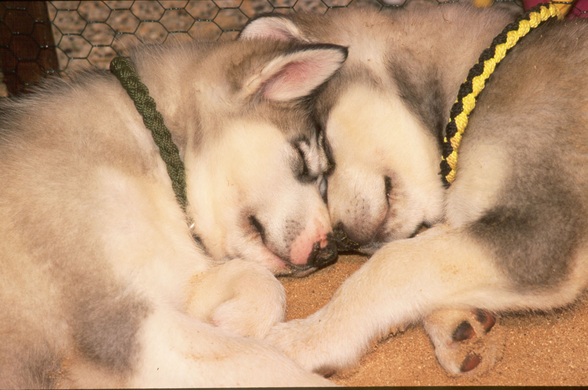 SLEEPING DOGS K24D17