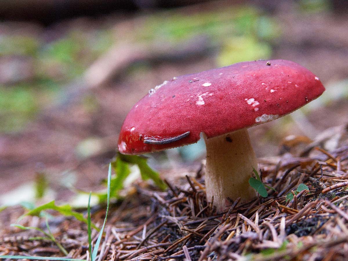 BLJUVARA RUSSULA EMETICA5 24. 09 2005