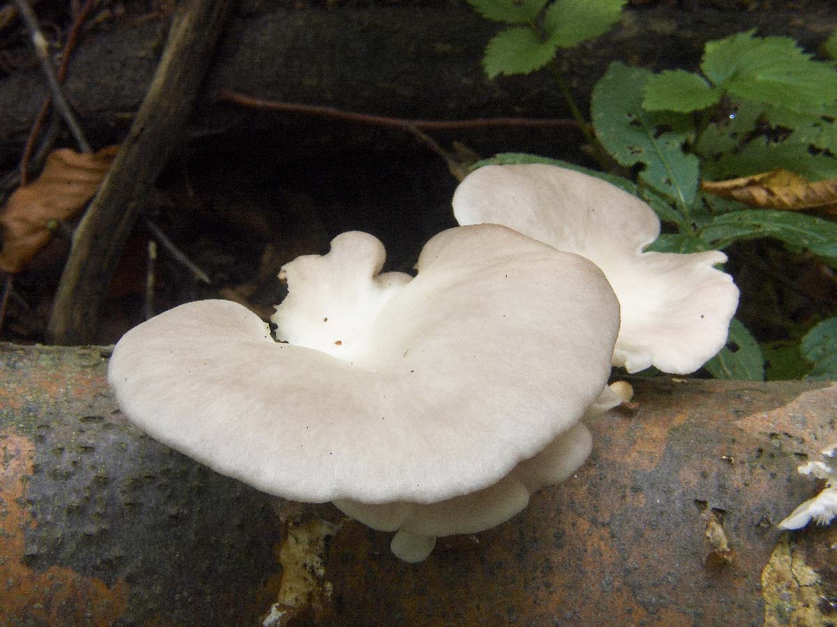 BUKOVACA PLEUROTUS OSTREATUS2 11. 09 2005