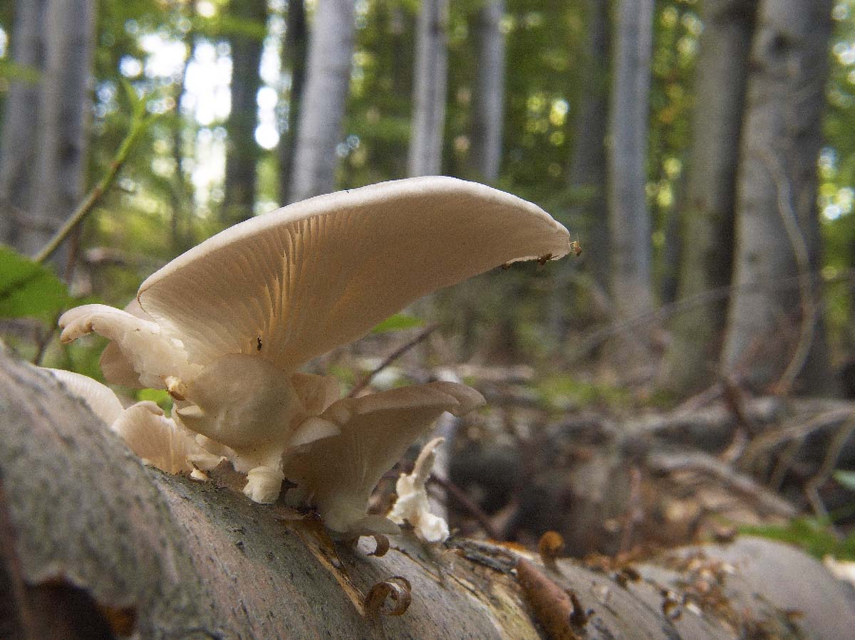 BUKOVACA PLEUROTUS OSTREATUS5 11. 09 2005