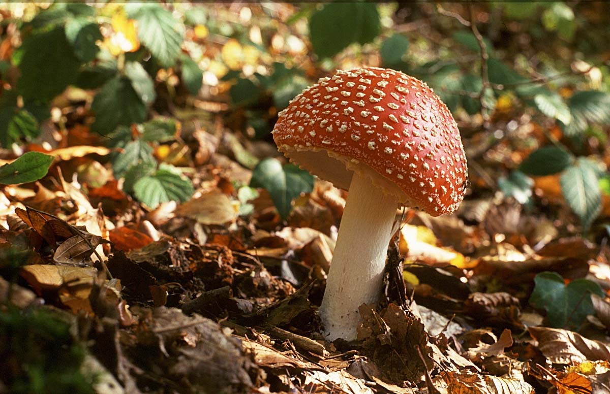CRVENA MUHARA   AMANITA MUSCARIA K27D45