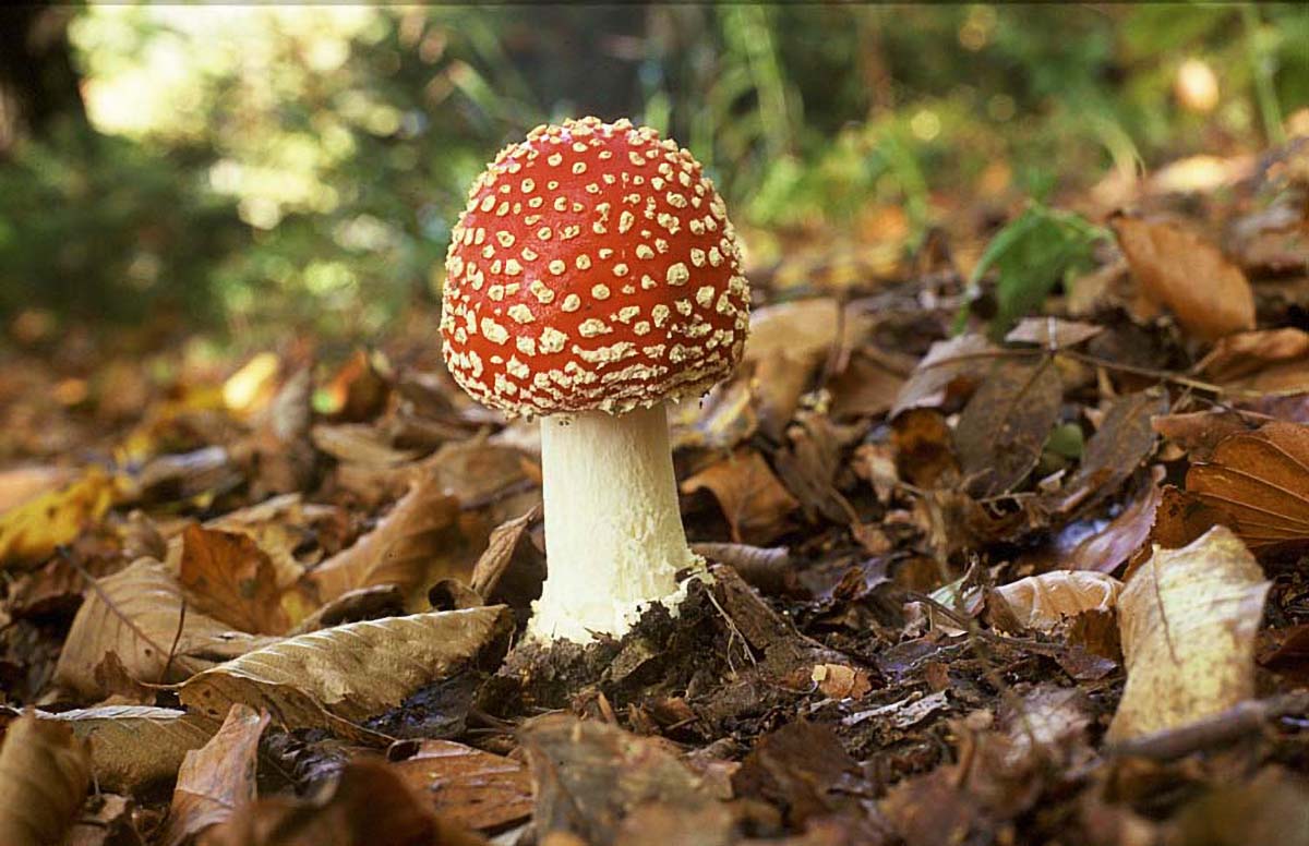 CRVENA MUHARA   AMANITA MUSCARIA K27D46