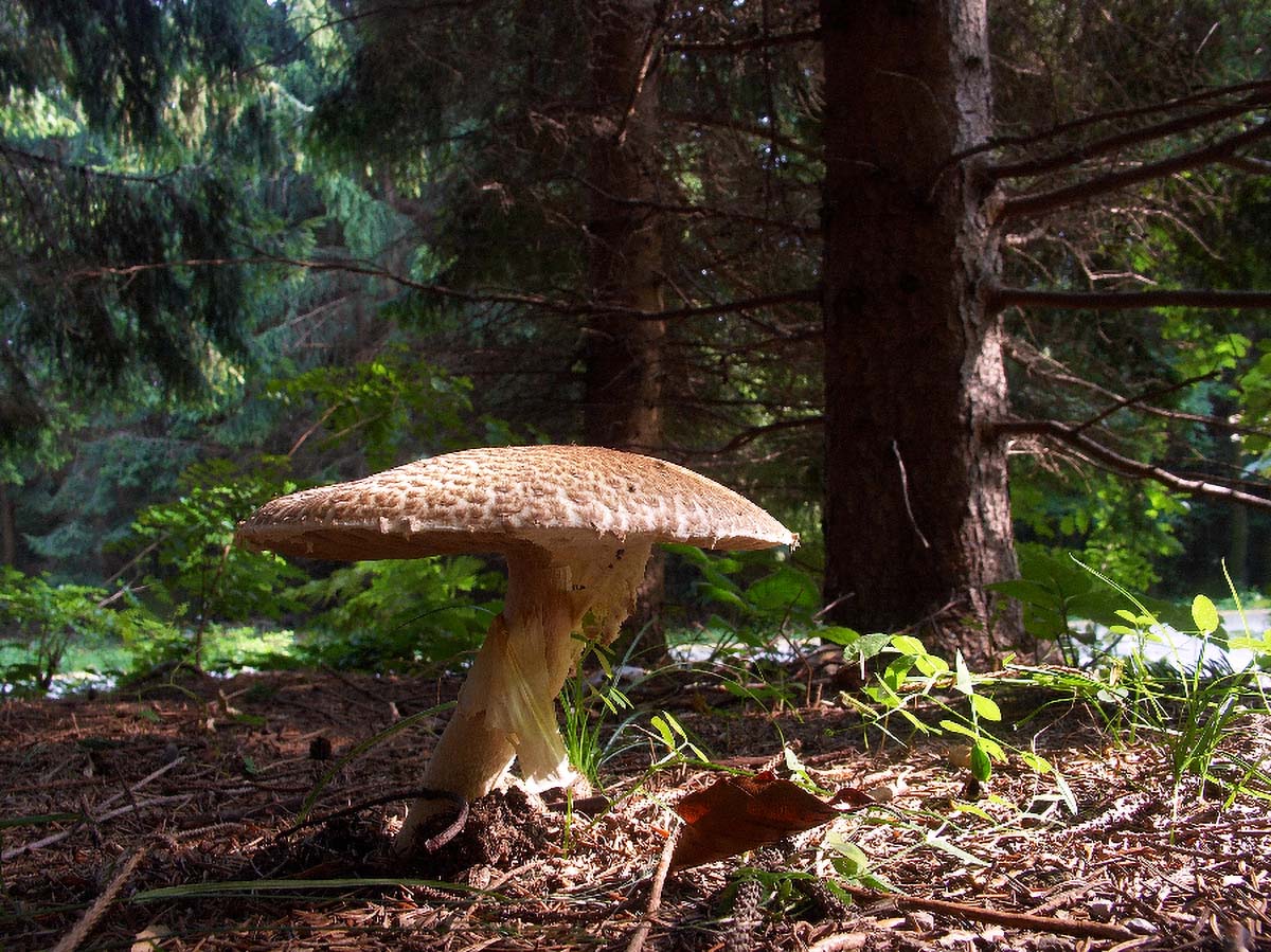 GOLEMA PECURKA AGARICUS AUGUSTUS FRIES12 03. 09 2005