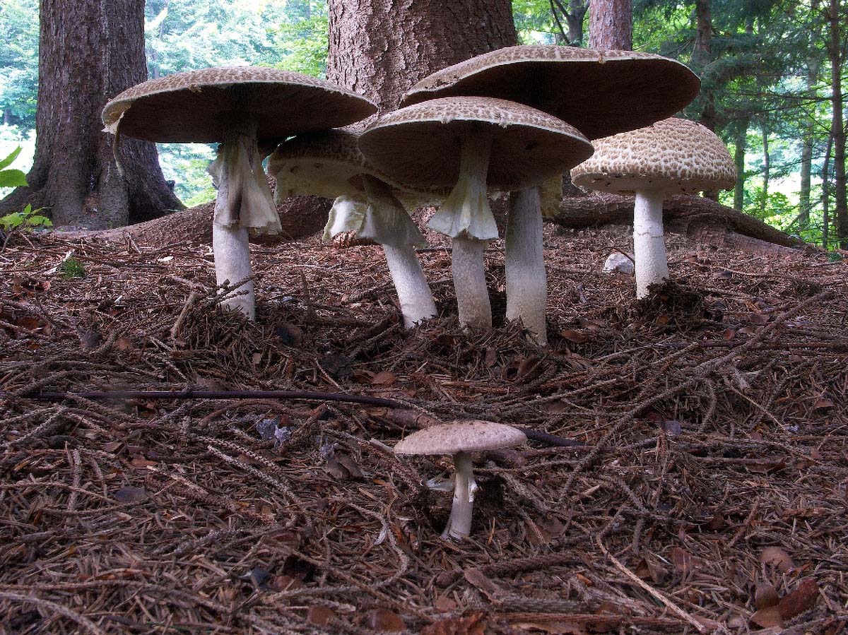 GOLEMA PECURKA AGARICUS AUGUSTUS FRIES17 03. 09 2005