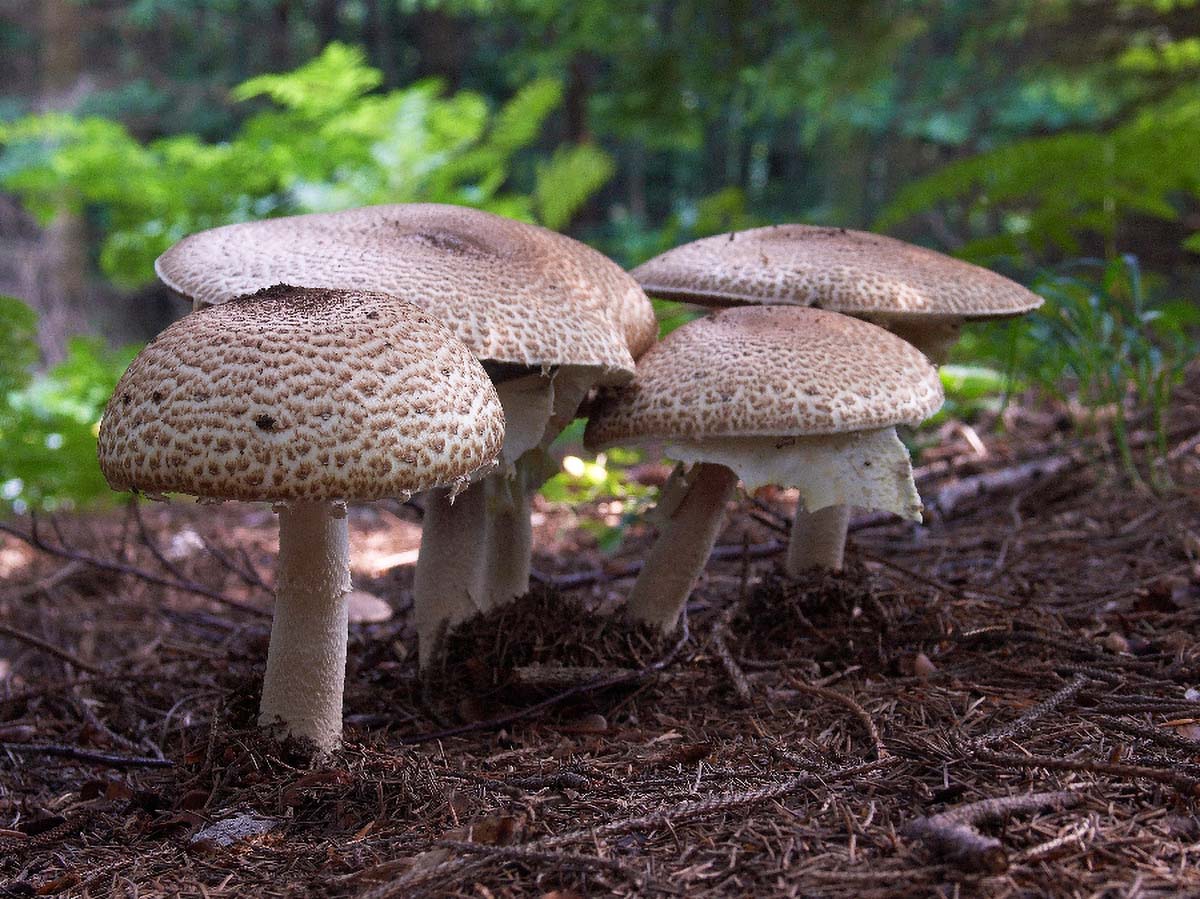 GOLEMA PECURKA AGARICUS AUGUSTUS FRIES5 03. 09 2005